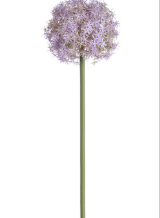 [FSA317-LV] Allium