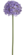 [FSA317-PU] Allium