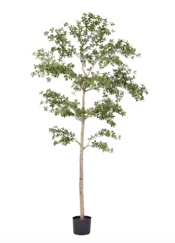 [LTP931-GR] Arbol Shady Lady 9 Pies 