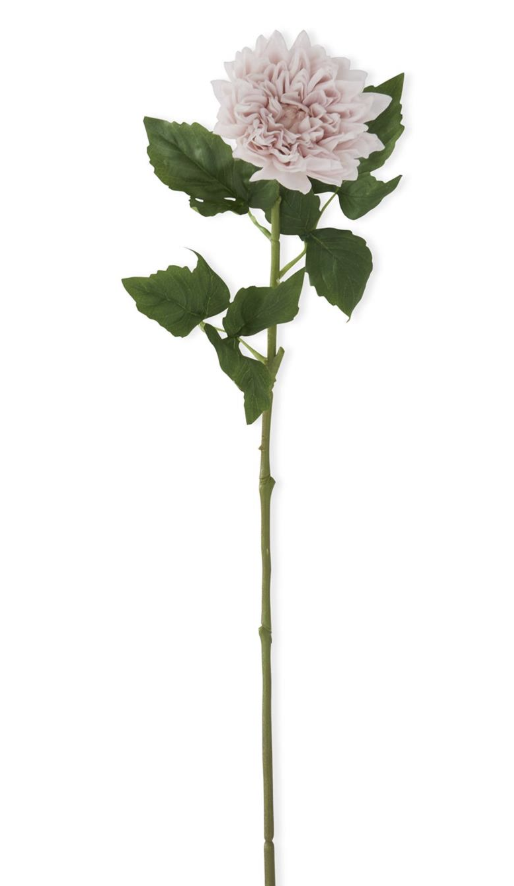 Dalia Rosa 29"