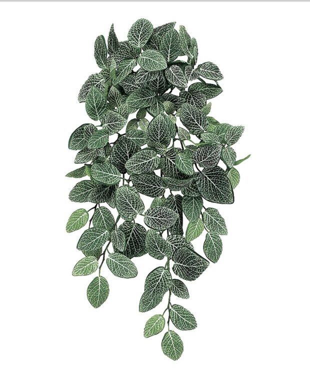 Fittonia 22"