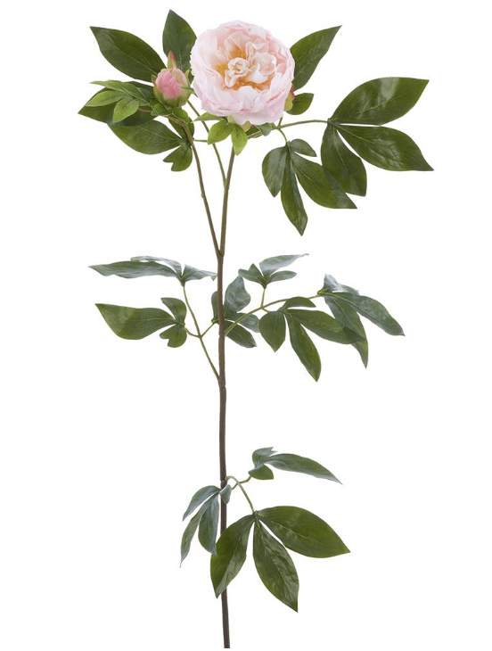 Peonia 33"