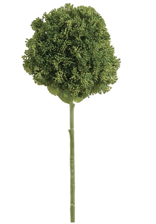 Vara Skimmia 24"
