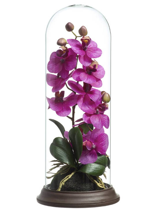 Capelo Con Phalaenopsis Fiusha 15"
