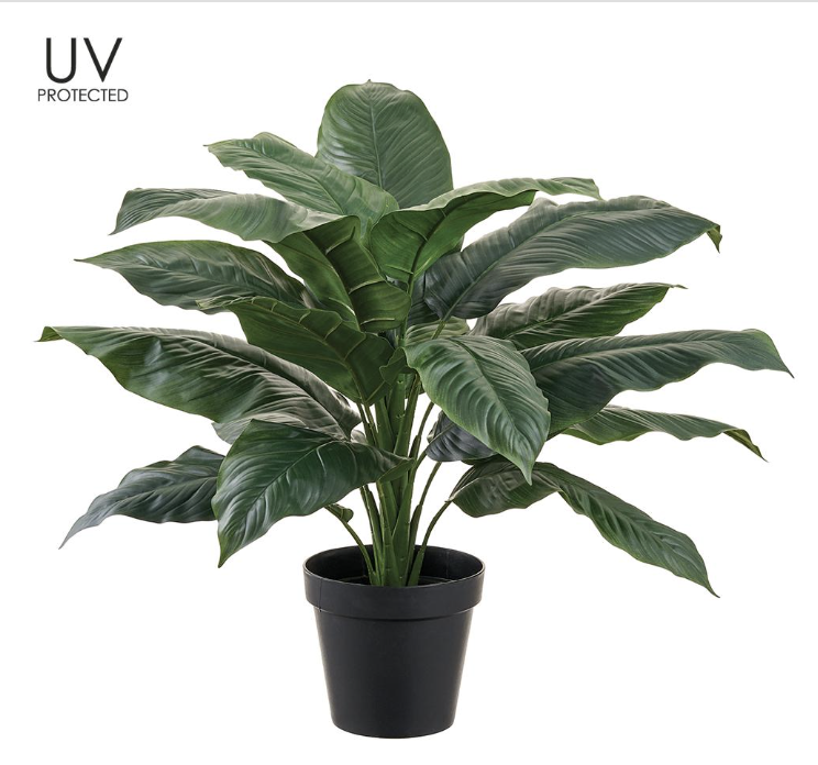 Planta Spatiphy 27"