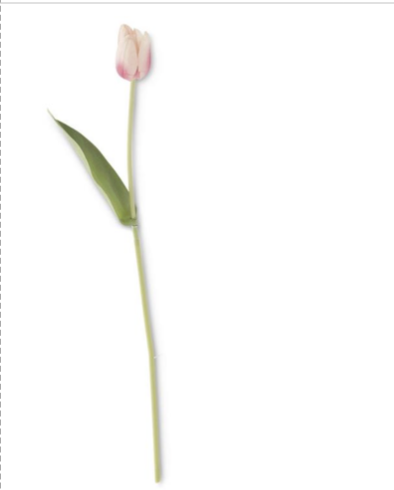 Tulipan Blanco Rosa 26.75"