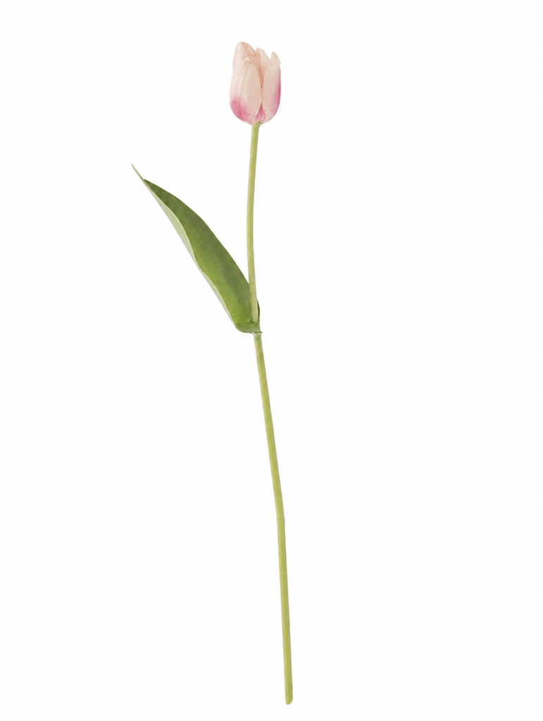 Tulipan Blanco Rosa 26.75"