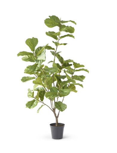 [18601B] Pandurata 7'