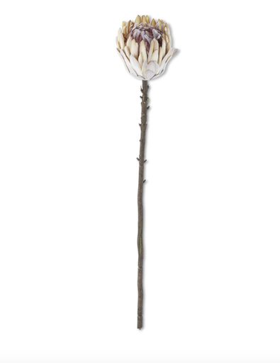 [18808A-CR] Protea Crema 26"