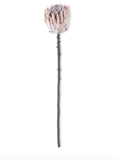 [18808A-PK] Protea Rosa 26"