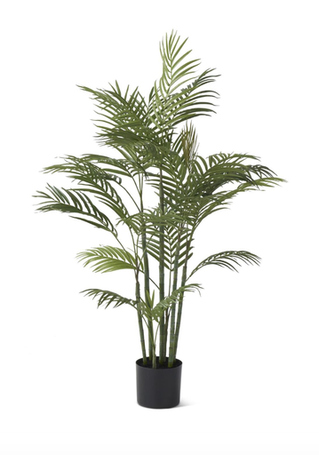 [19070A] Planta Palma 4'