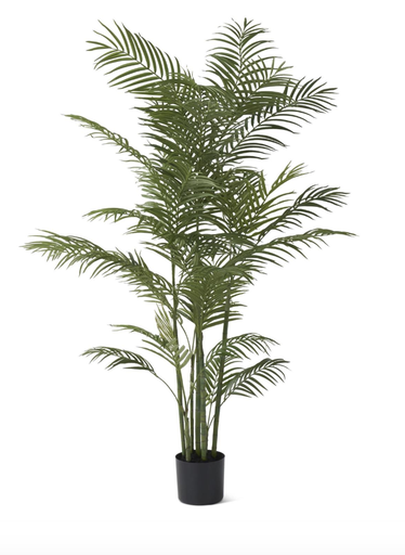 [19070B] Planta Palma 5'