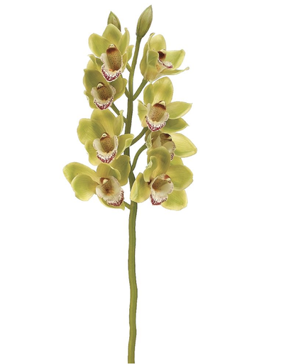 [HSO921-GR/BU] Cymbidium Verde 28.5"