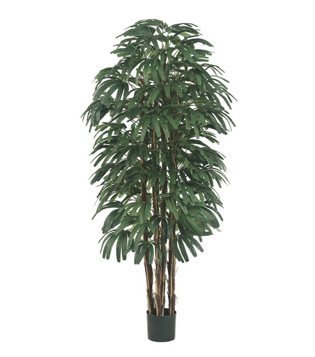 [LPR316-GR/TT] Rhapis 6'