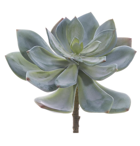 [CM0165-GR/GY] Echeveria Gris 6"