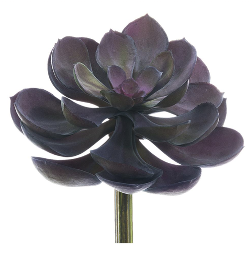 [CKE038-PU] Echeveria Morado 6"