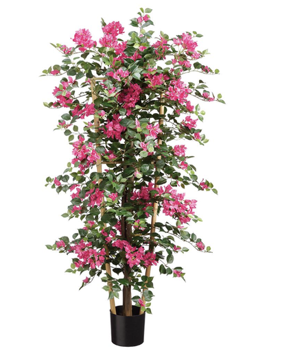 [LPB237-BT] Bugambilia Fiuscha Planta 55"