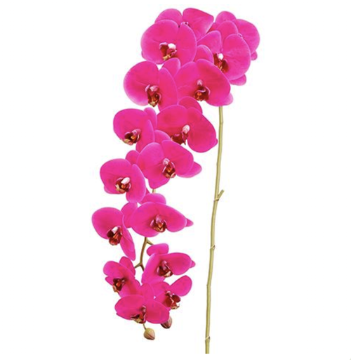 [FSO077-OC] Phalaenopsis Fiuscha 45"