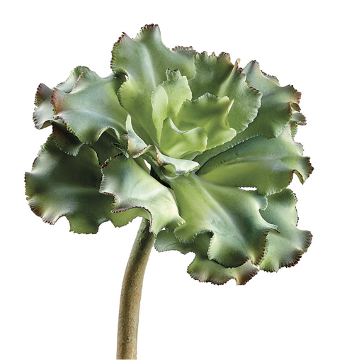 [CE1130-GR/GY] Echeveria Gris Arrugada 10"