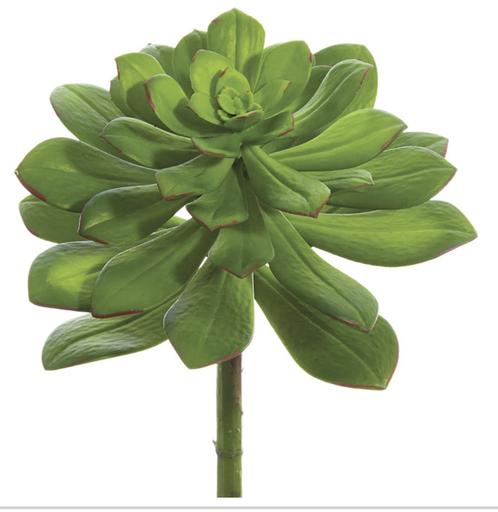 [CE3111-GR] Echeveria Verde 10.5"