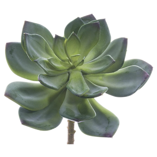 [CM0165-GR] Echeveria Verde 6"