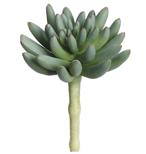 [CA4608-GR/GY] Aeonium 6.25" Verde Café