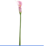 [FSC835-LL] Calla Lily Rosa 31.5"