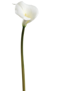 [FSC263-WH] Alcatraz Blanco 28"