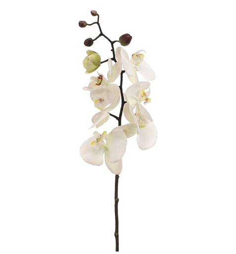 [HSO813-CR/PK] Phalaenopsis Blanco 28"