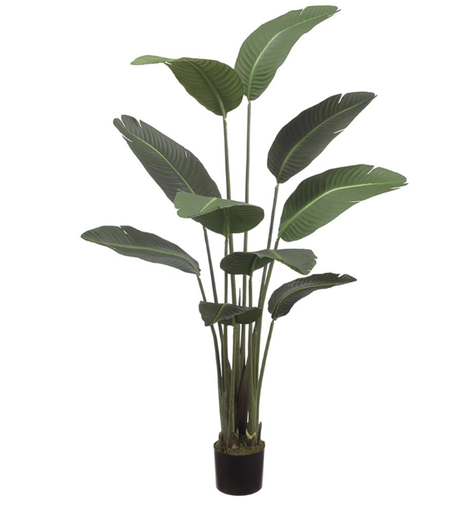[LPB060-GR] Planta Ave De Paraiso 60"