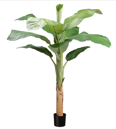 [LTB351-GR] Arbol  Platano 5.9'