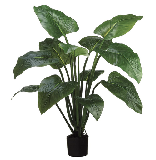 [LTC114-GR] Planta Eva Curcuma 4'