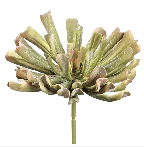 [CA0012-GR/MV] Aeonium Verde 12"