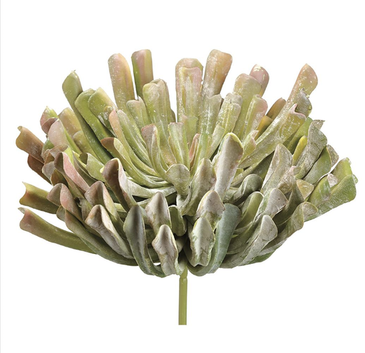 [CA0015-GR/MV] Aeonium Verde 13"