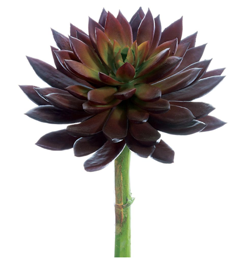 [CE3235-BU] Echeveria Pico Morado 8"