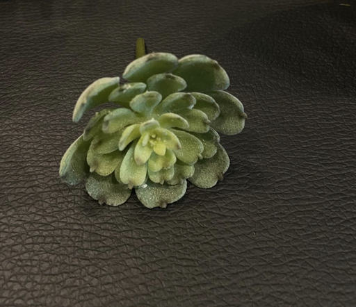 [CE9574-GR/FR] Echeveria Baby 2.5"