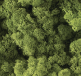 Musgo Verde Limon