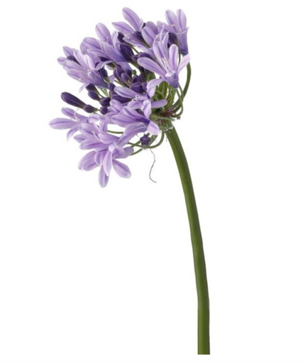[MTF23892LAV] Agapando Morado 27"