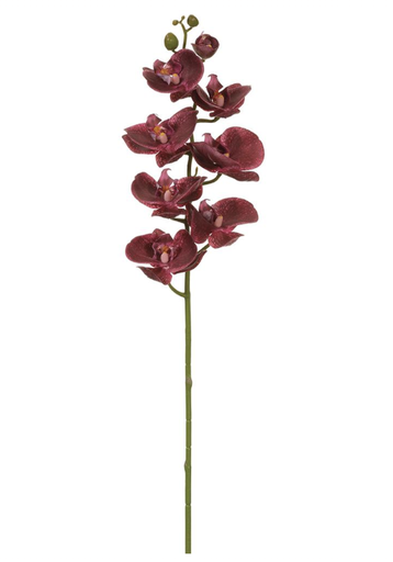 [FSO612-PL] Phalaenopsis  Morado 30"