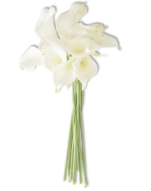 [10503B-WH] Calla Lily Blanco Ramo (12 tallos) 14"
