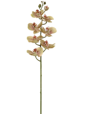 [FSO612-GR] Phalaenopsis Verde 30"