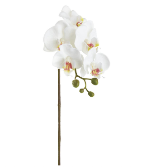 [FSP089-WH] Phalaenopsis Blanco 23.5"