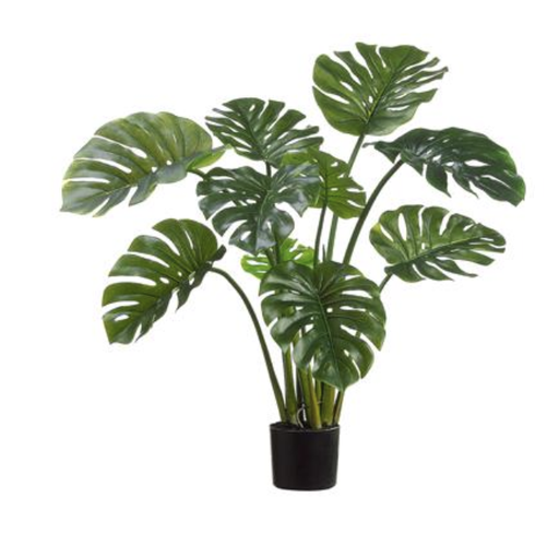 [LPP120] Planta Philo 30"