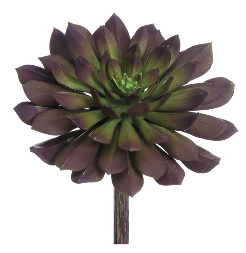 [CE7449-PL/GR] Echeveria Morado 6"