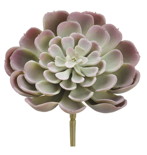 [CE9578-PU/GR] Echeveria Verde Morado Pick 4"
