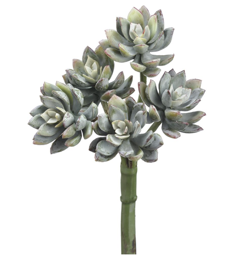 [CS8777-GR/FS] Echeveria Verde Mini  9"