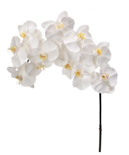 [MTF24286] Phalaenopsis Blanco 42"
