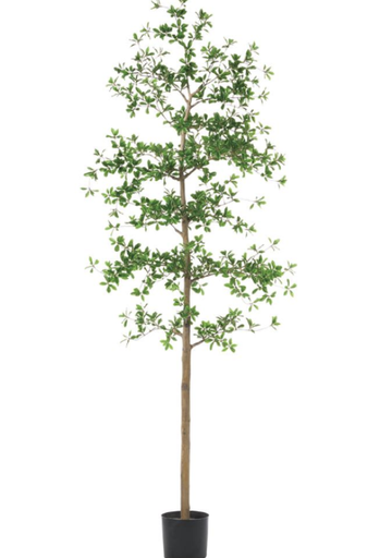 [LTP932-GR] Shady Lady 7 Pies