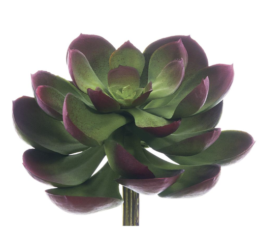 [CKE038-GR/BU] Echeveria Verde Morado Pick 5"