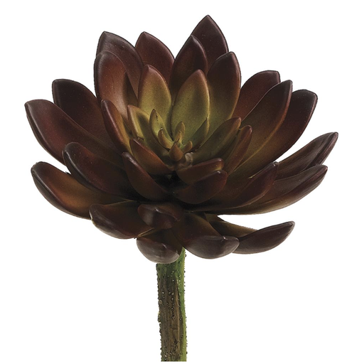 [CM4313-BU/GR] Echeveria Morado 5"